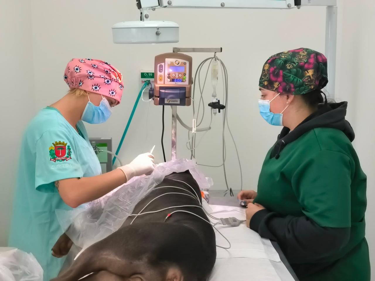 Cirurgia de castração em hospital veterinário público — programa Castra+